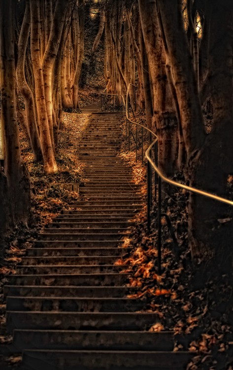 escaleras magicas en la selva negra de alemania. escaleras impactantes